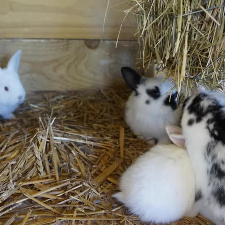 Κατάλυμα σε φάρμα Warminskie Uroczysko *