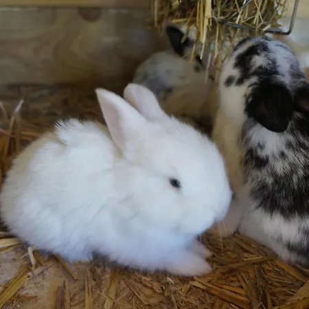 Bauernhof Warminskie Uroczysko *