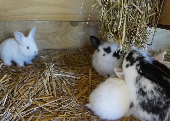 Farm stay Warminskie Uroczysko *