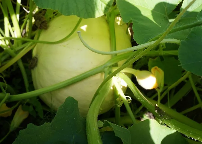 Farm stay Warminskie Uroczysko Raszag