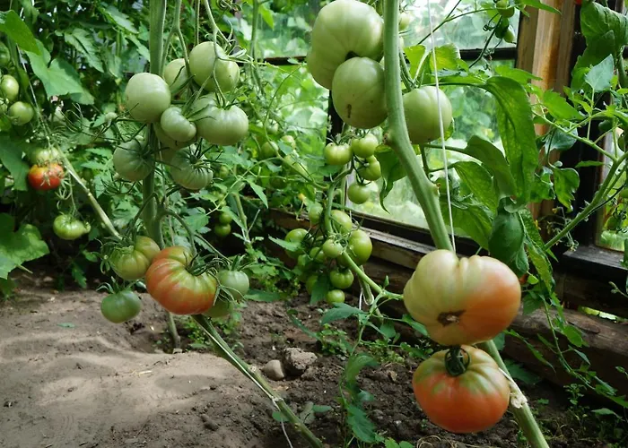 Warminskie Uroczysko Farm stay