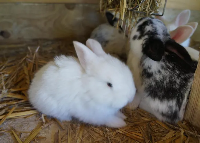 Farm stay Warminskie Uroczysko *